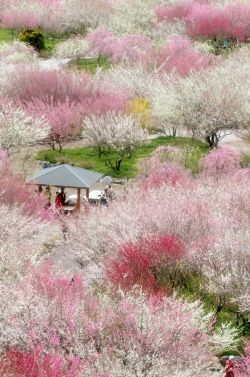 bojrk:Japan: Cherry blossoms in full bloom at Mount Yoshino,