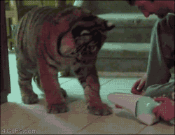 unamusedsloth:  Big cat, small vacuum. 