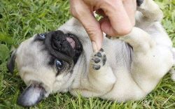 ilovepugs4ever:  Its a pug life…and more adorable animal pics.