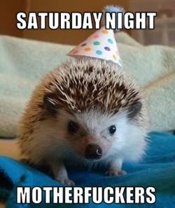 party like a hedgehog in a balloon house!