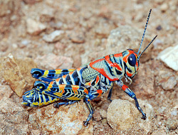 sixpenceee:  Dactylotum bicolor, also known as the Rainbow Grasshopper