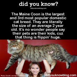 did-you-kno:  The Maine Coon is the largest and 3rd most popular