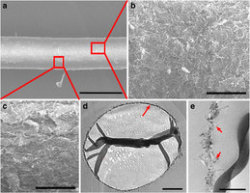 futurescope:  Carbon nanotubes on a spider silk scaffold could