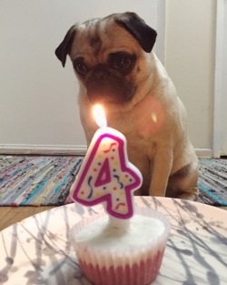 homerjaypug:The years are passing me by  Cute