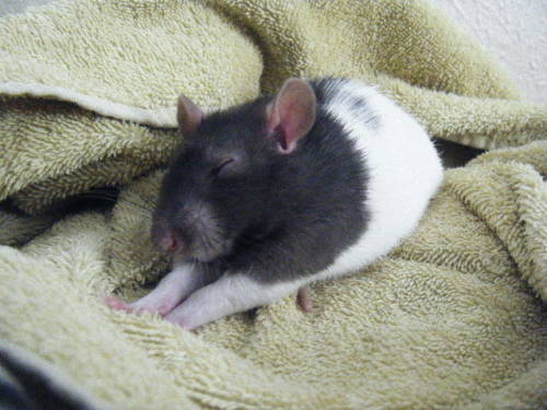 dustidustbunni.tumblr.com/post/83272057302/