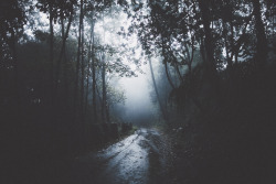 elenamorelli:  { dark is the forest, and full of grace }