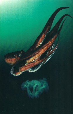 vintagenatgeographic:  Giant octopus propels itself by jetting