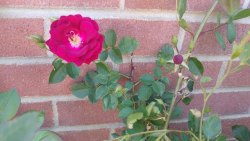 The first rose of the season has bloomed and opened all the way!