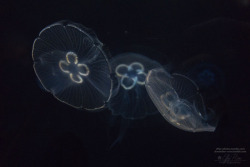 effys-photos:Jelly Fish I - (Ⓒeffys-photos)