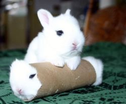 beckpoppins:  rosalarian:  That bunny looks like a cannoli. 