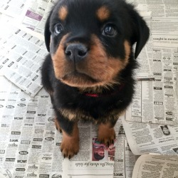 awwww-cute:  T-minus 7 days until this little nugget gets to