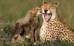 Stop, it tickles! (Cheetah with her cub)