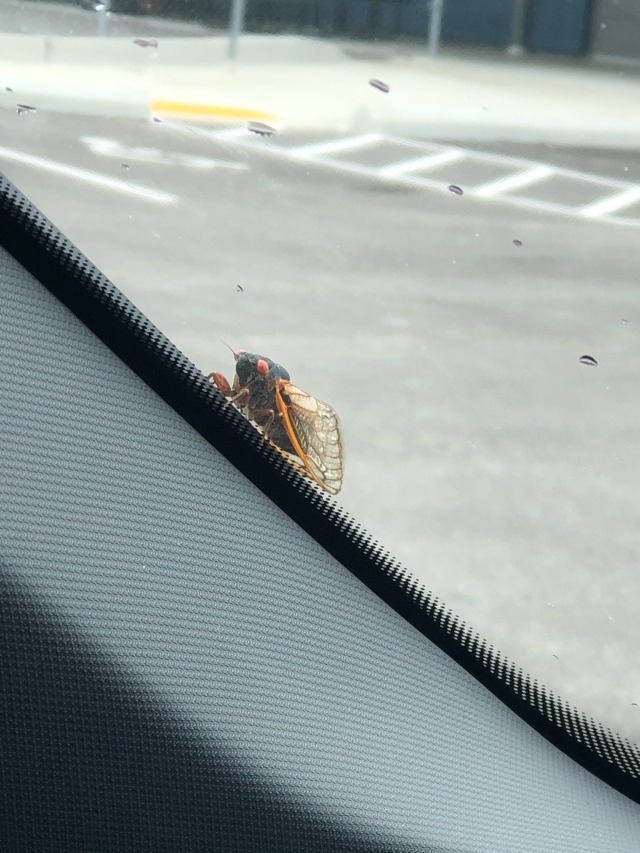 Hitch hiker