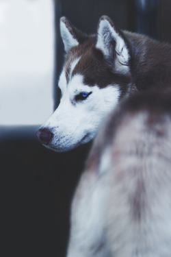 envyavenue:  Husky | Photographer