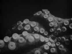 duchampscigarette:  Jean Painlevé - The Octopus (1928)