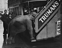 Comet, an elephant from Chessington, trying to board a bus in