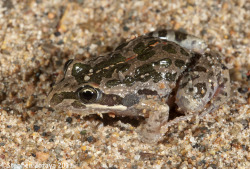 frogs-are-awesome:  A spotted marsh frog (Limnodynastes tasmaniensis),