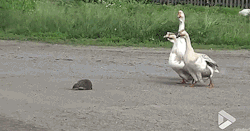 thenatsdorf:Geese help hedgehog cross street safely. [full video]