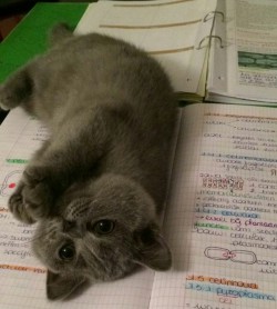 hxcjacob:awwww-cute:  “You no study, you play with Pebbles”