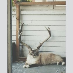 lolfactory:  My cat lined up perfectly with the deer skull on