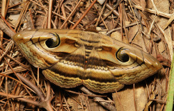 sinobug:  Owlet Moth (Spirama retorta or helicina, Catocalinae,