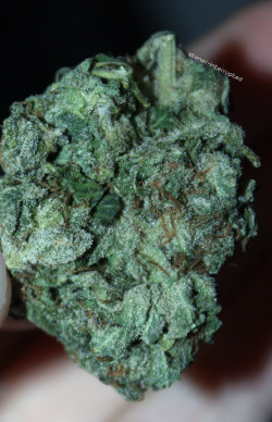 stoner-interrupted:close up of what they told me is master kush;