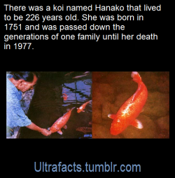 specsthespectraldragon:  ultrafacts:   Source: [x]  Follow Ultrafacts