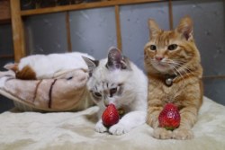 kitten-inwonderland:  WHY DO THEY HAVE STRAWBERRIES?!  so you’ll
