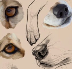 simkaye:Snippet of a wolf study on Patreon 🐺 Patrons get