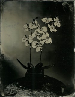 brookelabrie:various first-run wetplates{ starting at only บ