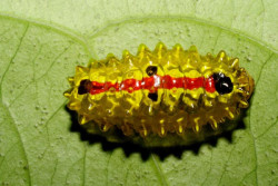 Jewelled Caterpillars via sciencecenter: The above caterpillars