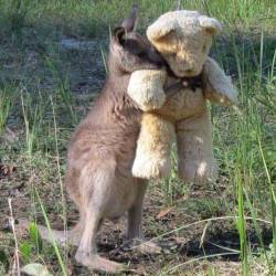 awwww-cute:  Roo and Pooh (Source: http://ift.tt/1ZXnaVy)