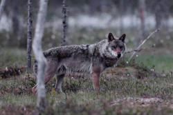 wolveswolves:  Wolf in Finland by Alessandro Seletti