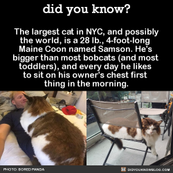 did-you-kno: The largest cat in NYC, and possibly the world,