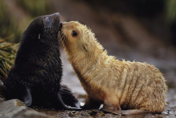 trynottodrown:  Antarctic fur seal pups, Arctocephalus gazella,