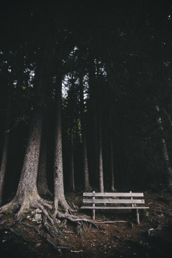 elenamorelli:  { the bench at the edge of the forest }