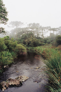 90377:   Creek and mist 2 by alvarogeorg   