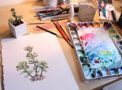 aaronapsley:  Painting my houseplants - Portulacaria afra. Watercolor