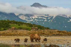 conflictingheart:  photos by jon langeland in katmai national