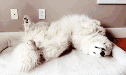thisiswhatiwilldo: samoyed caught sleeping upside down - x
