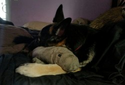 Leonard commandeered my manatee plushie and was cuddling with