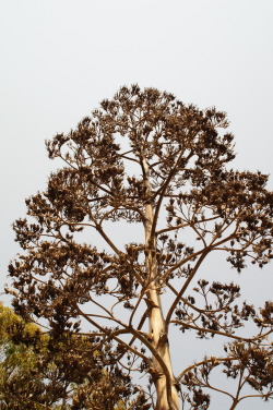 flora-file:  Big flower (by flora-file)  Agave franzonsinii