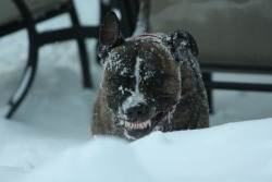 awwww-cute:  My dog loves to eat snow. He sometimes looks scary