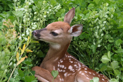 deer, dreaming