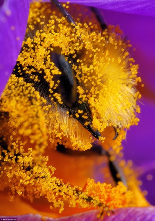 taigas-den: birdsy-purplefishes:  adoptpets:  Who’s a pretty boy? You are, yes you are! Bee covered in pollen resting in the heart of a crocus flower. Nature-loving photographer, Boris Godfroid, uses macro photography for close-up shots, posted to his