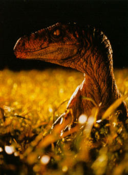 dinosaurmovies:  Velociraptor from The Lost World: Jurassic Park