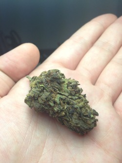 icasablanca:  Indica Strand of the Day (SOTD): Purple Urkel..