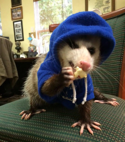 therebloggening:  possumoftheday:   Today’s Possum of the Day has been brought to you by: Hoodies! POSSUM IN A HOODIE! 