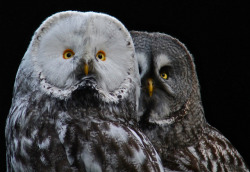 daily-owls:  The Great Grey Owl or Lapland Owl(Striks nebulosa)