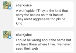 @sharkjuice Wolf spider was my first thought too! But I think